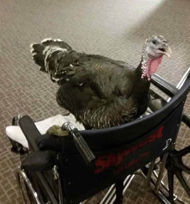 Foto kalkun dibawa dengan kursi roda di bandara. 